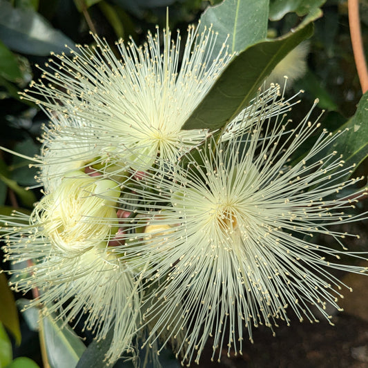 Inspiration from the Structure of Plants