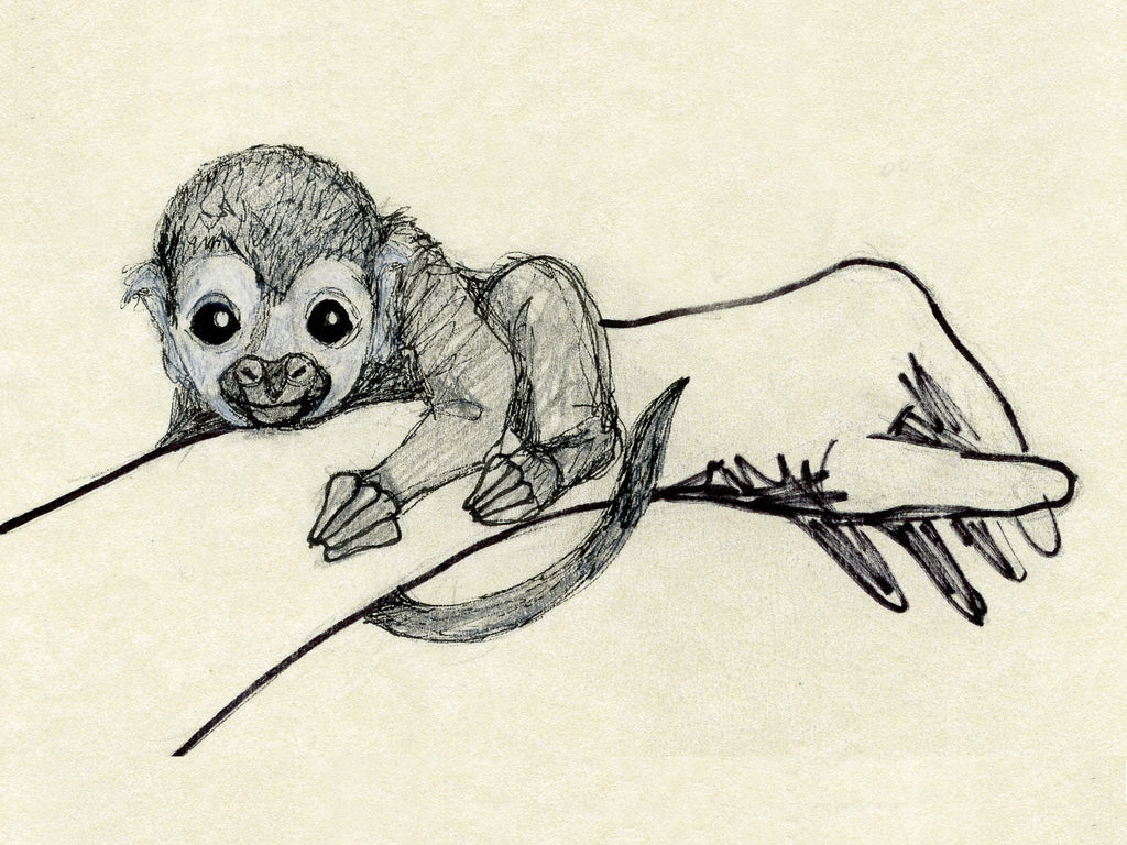 Stories of the Rainforest